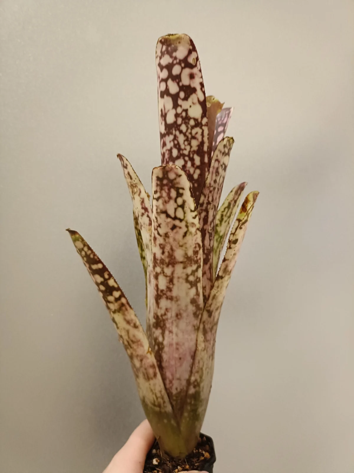 ビルベルギア　タルボットイブ