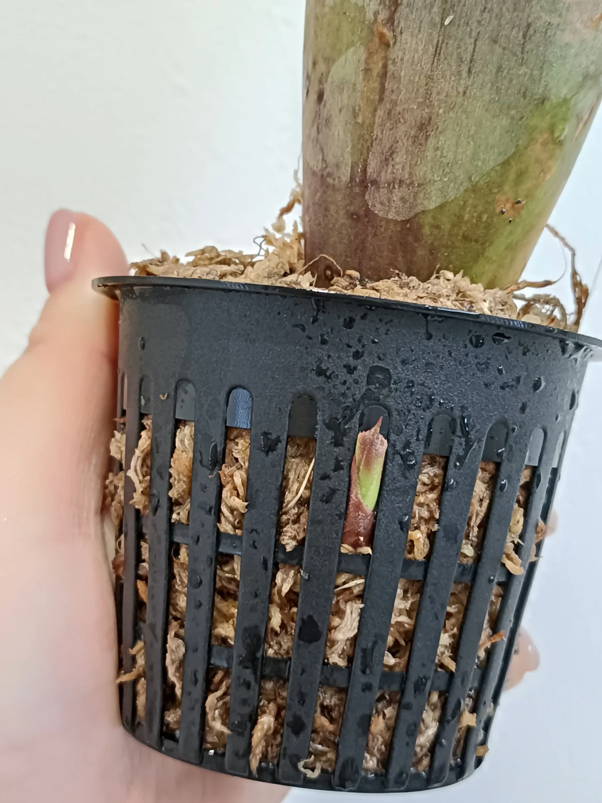 エクメア　ジャック　子株