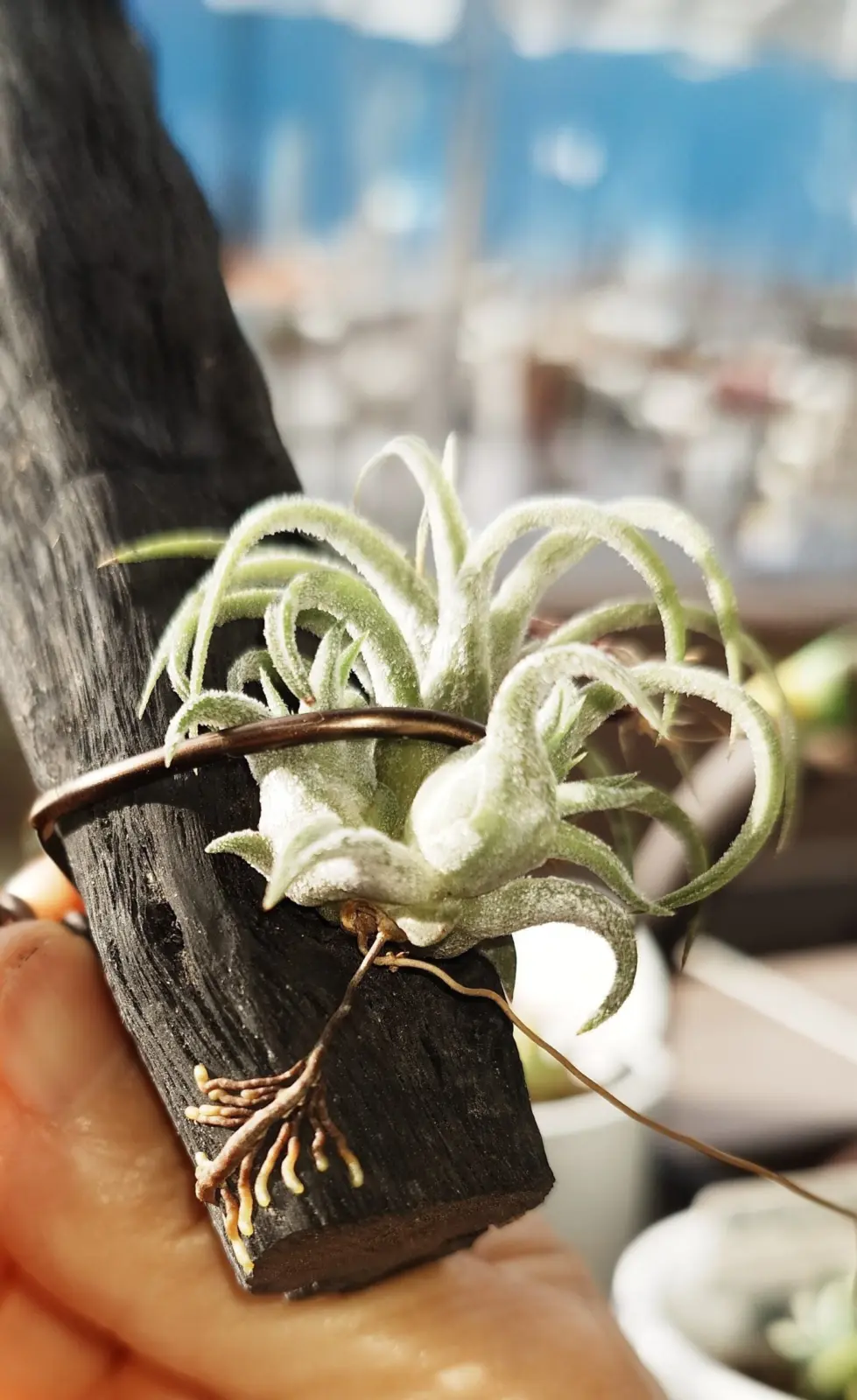 ティランジア　備長炭　着生