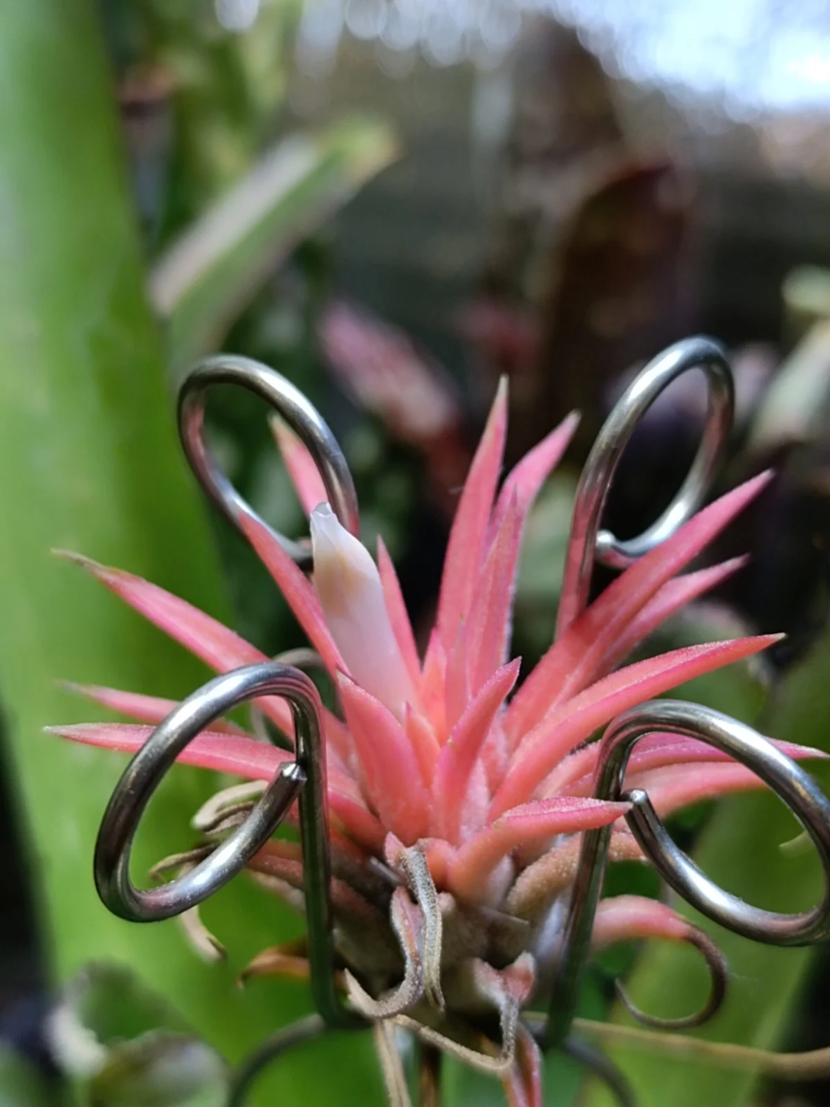 ティランジア　イオナンタ　オールウェイズピンク　開花