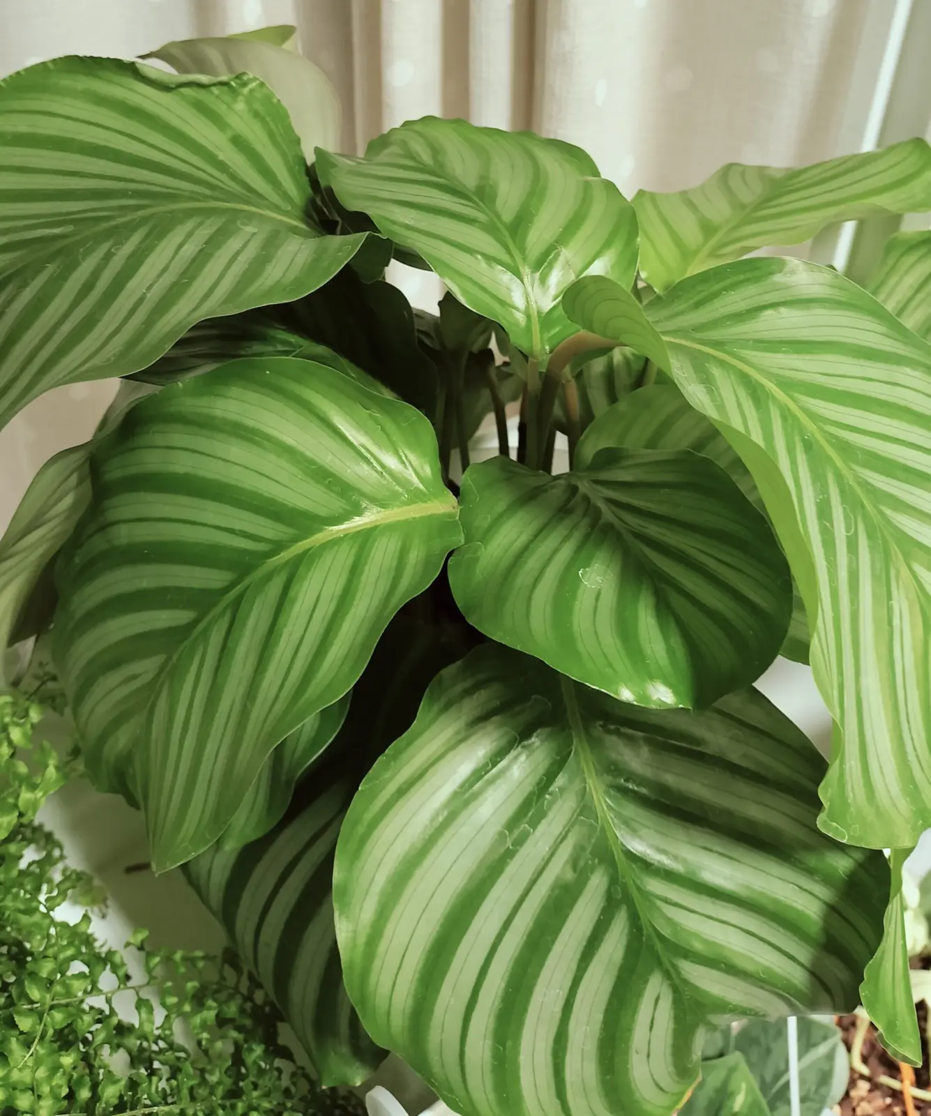 カラテア オルビフォリア