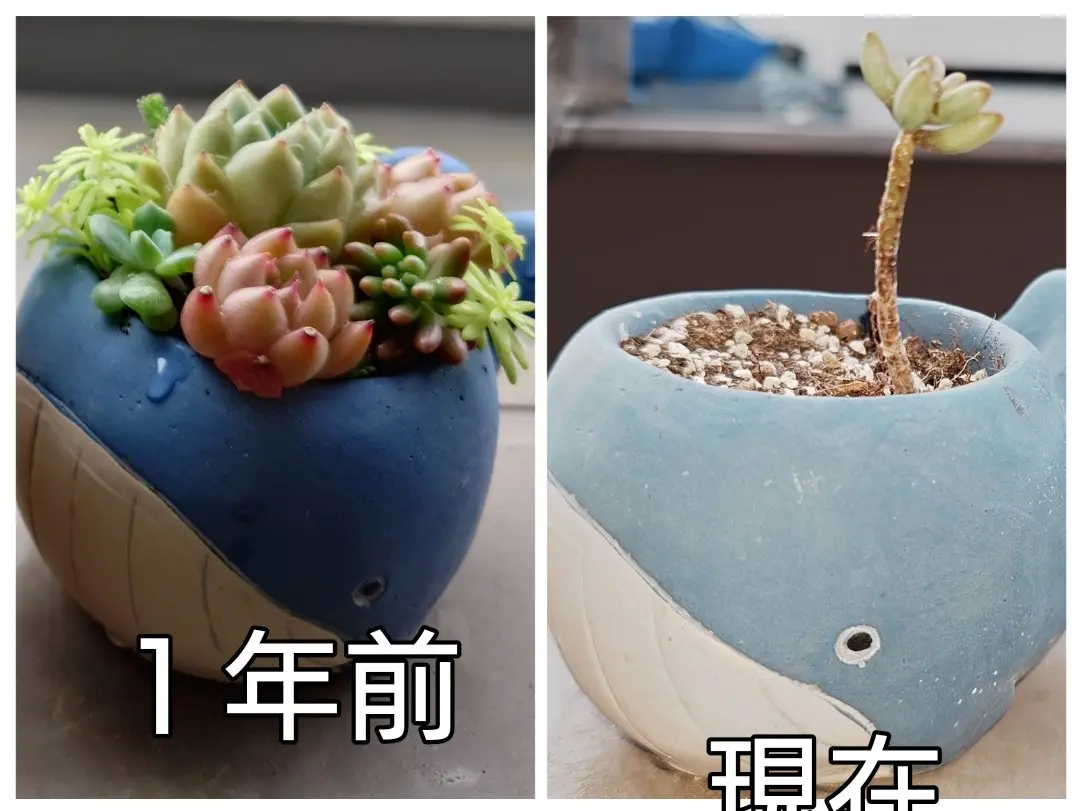 多肉　寄せ植え　ビフォーアフター