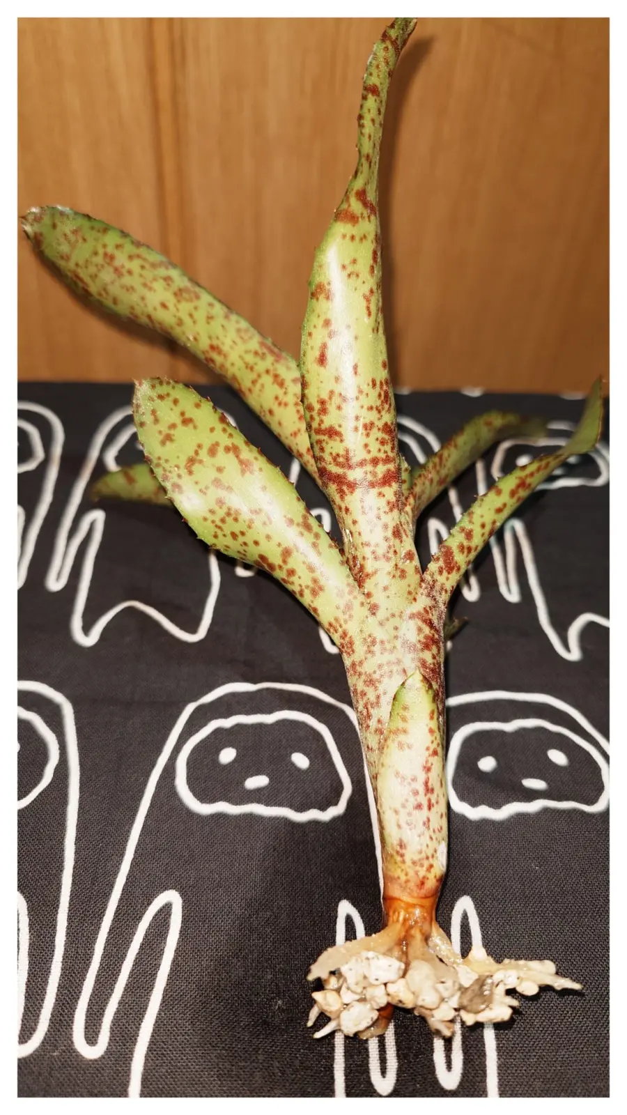 ネオレゲリア　オーストラリアンペッパー　子株　軽石水さし