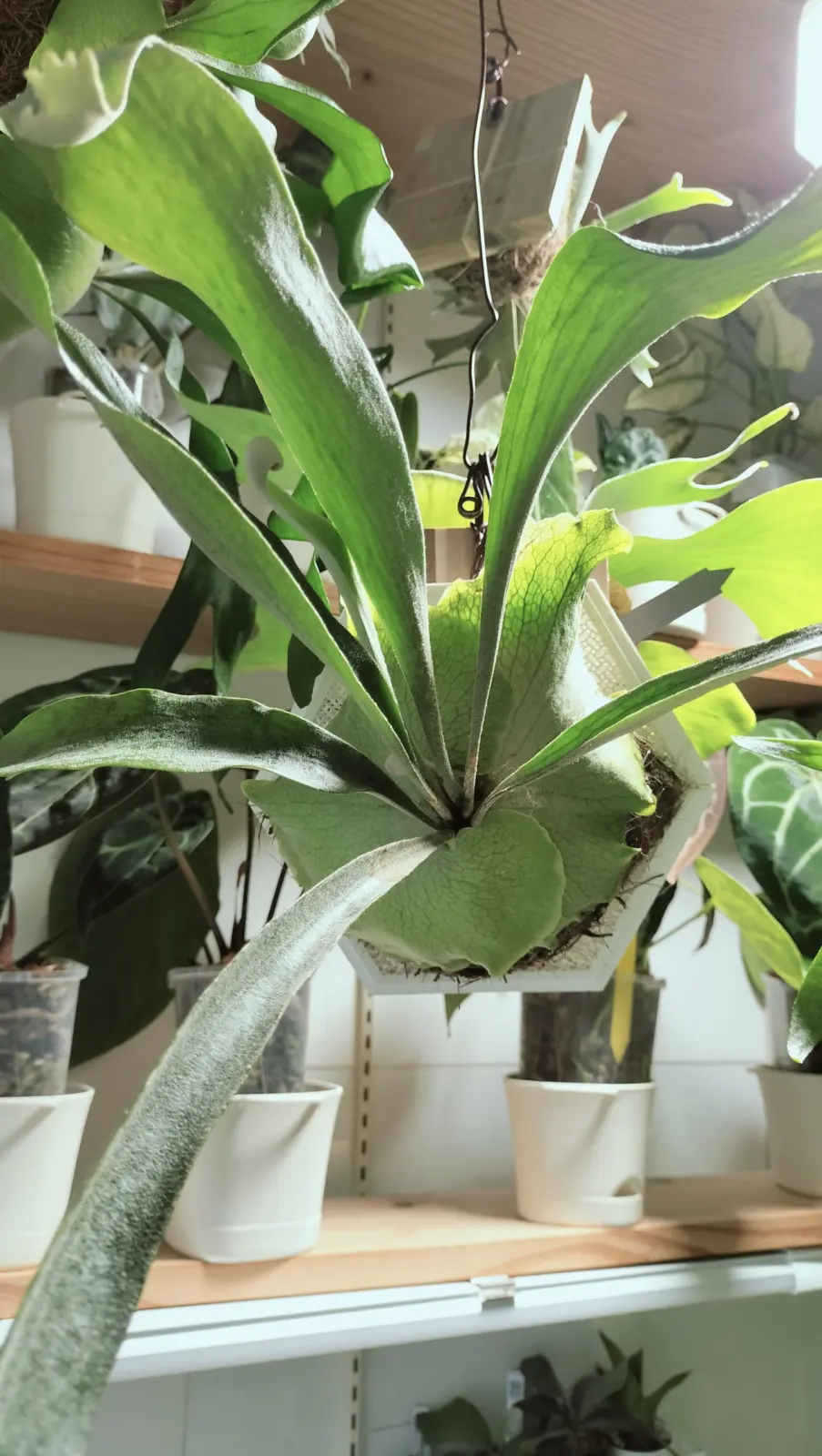 ビカクシダ ディバーシフォリウム ｘ ウィリンキーくるくる 胞子培養