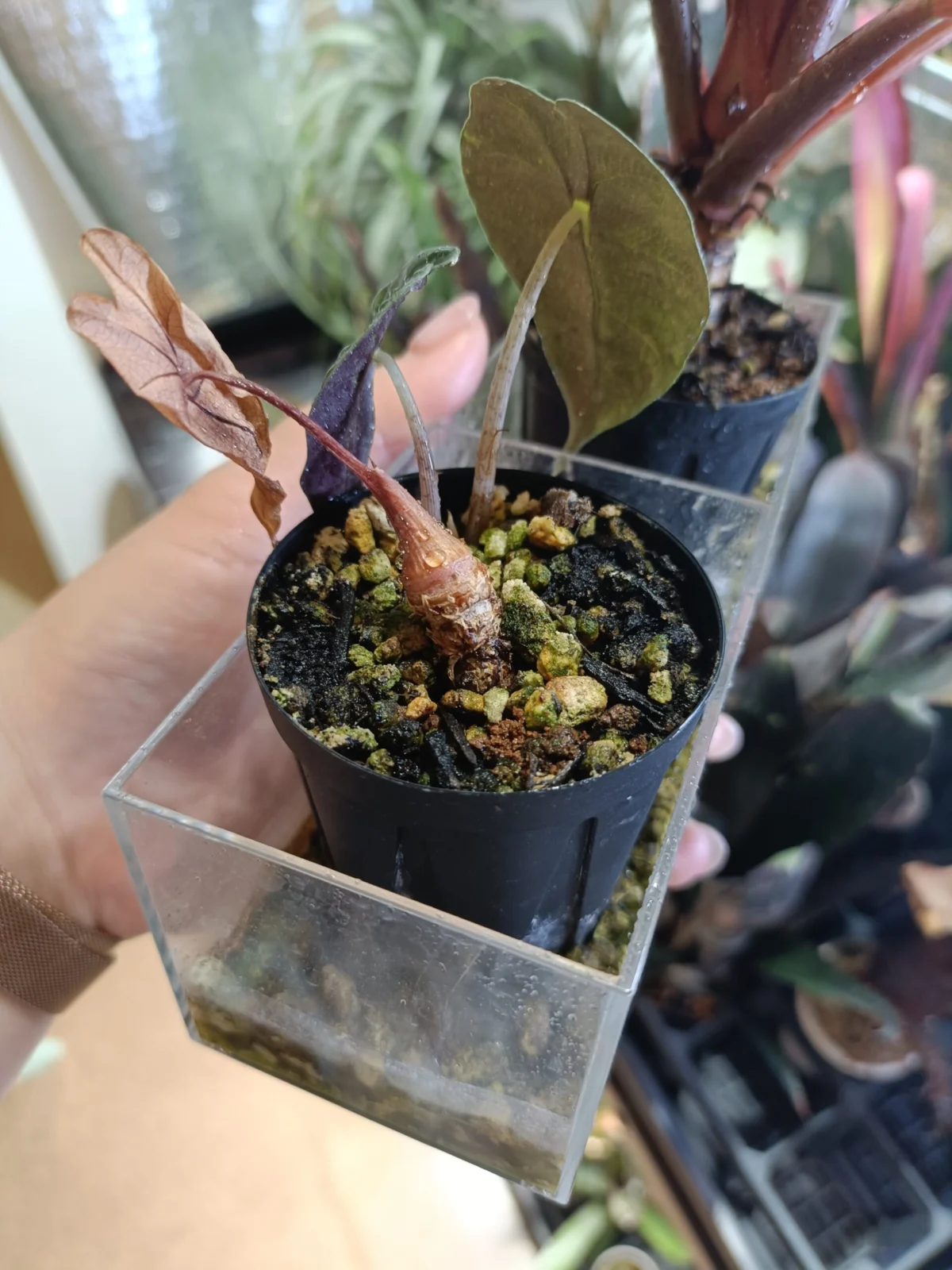 アロカシア アマゾニカ ポリー