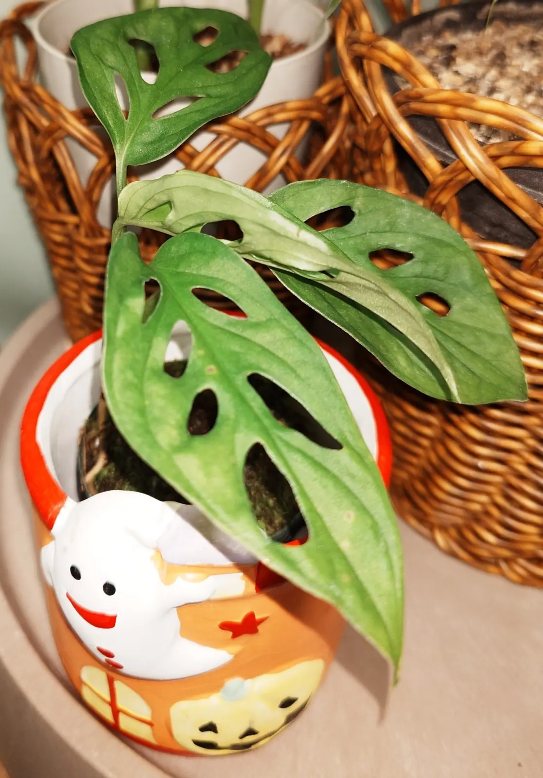 モンステラ　アダンソニー　