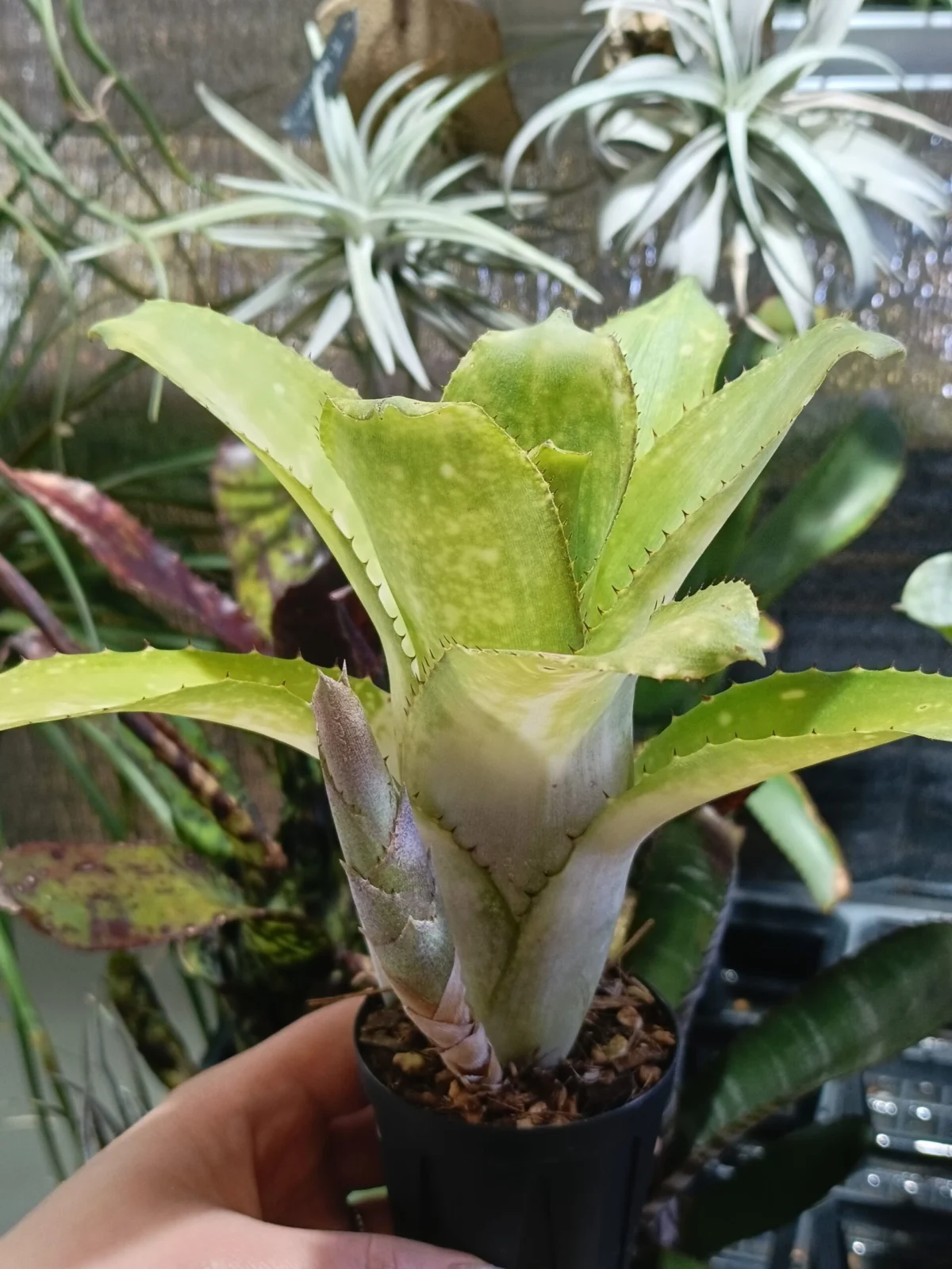 ビルベルギア　サンデリアーナと何かの交配