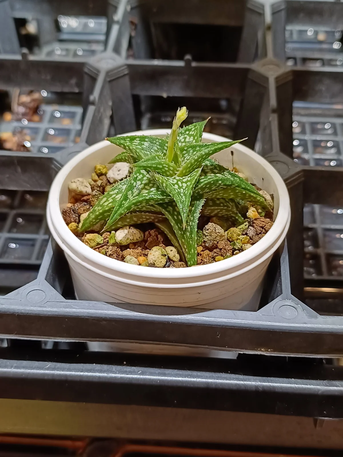 アロエ　ディスコイングシー