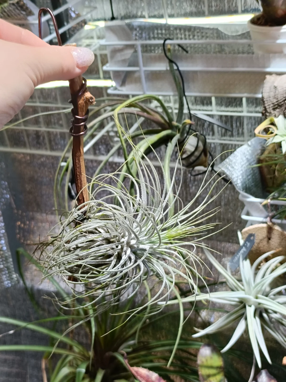 ティランジア　マグヌシアナ