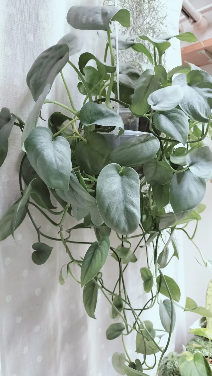 スキンダプサス　オルモストシルバー