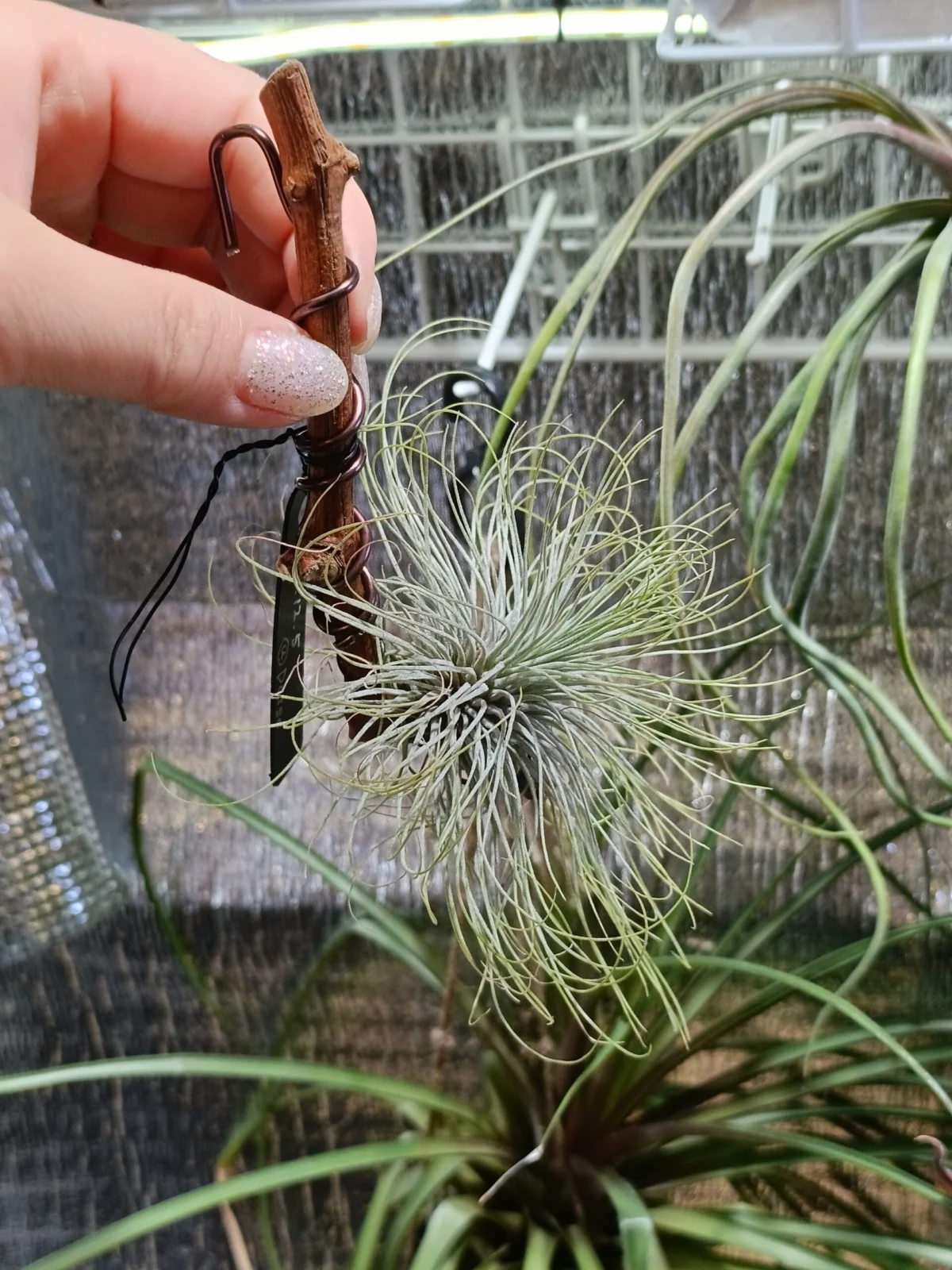 ティランジア　アンドレアナ