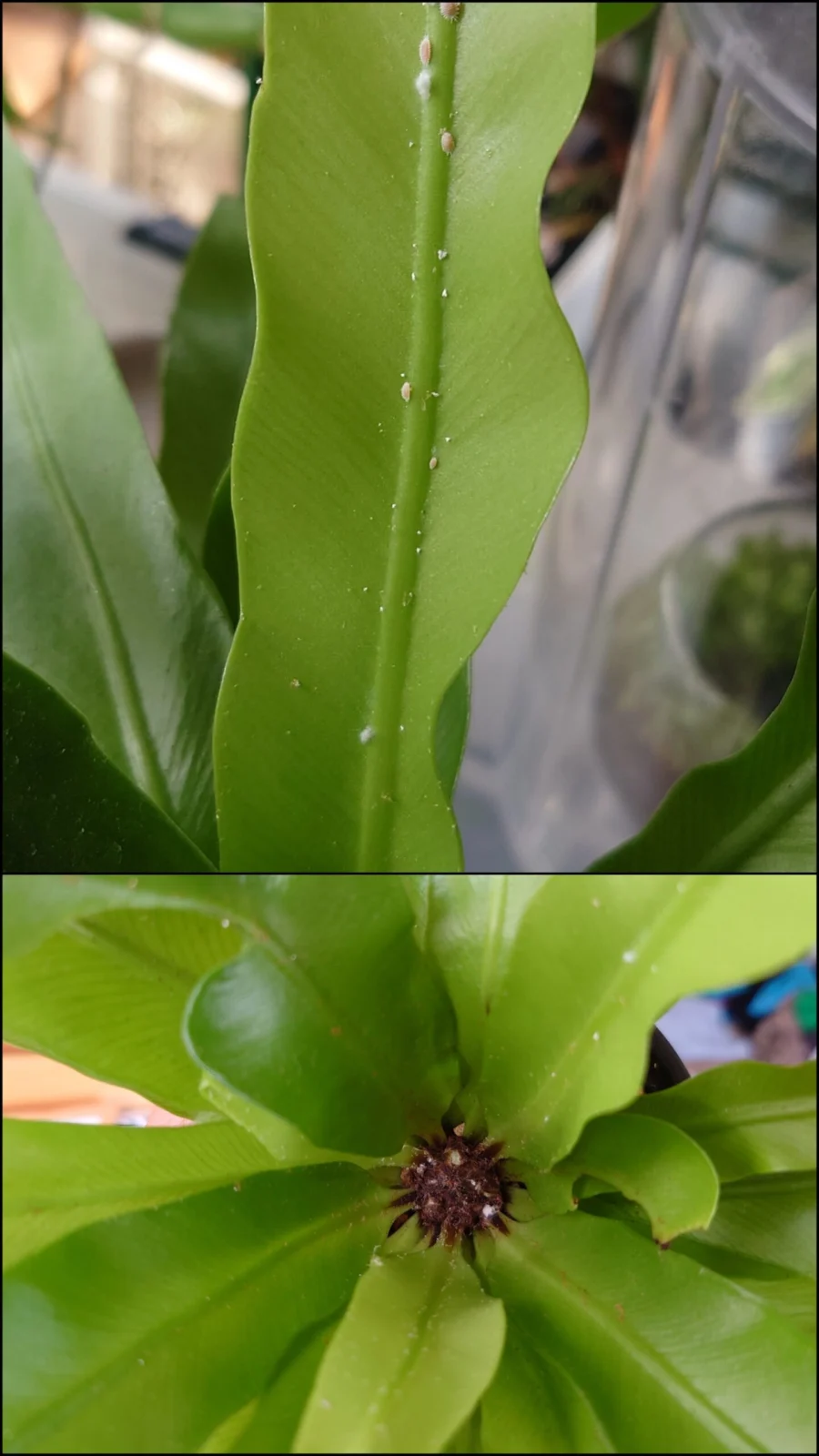 アスプレニウム 害虫 カイガラムシ