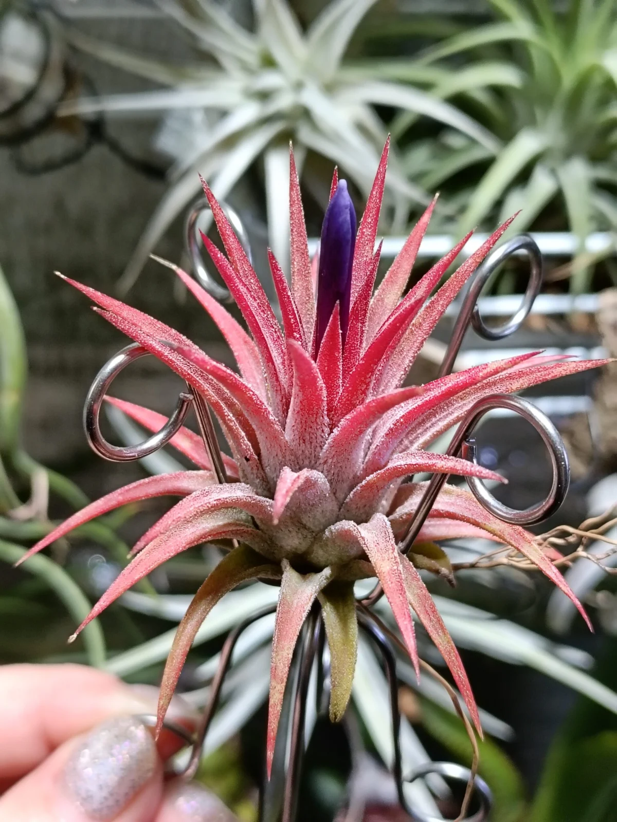 ティランジア　イオナンタ　オレンジブラッシュ