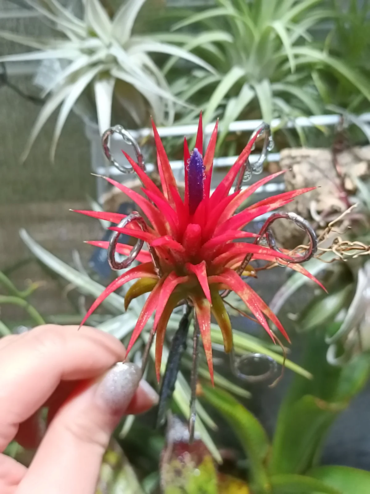 ティランジア　イオナンタ　オレンジブラッシュ　濡らした姿