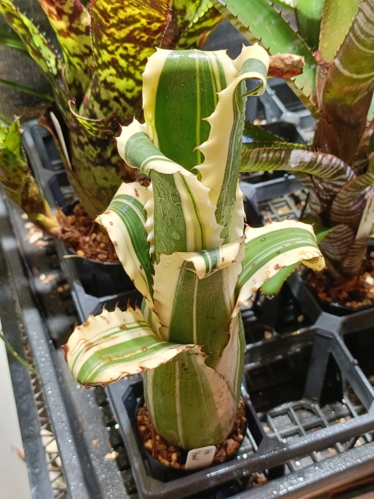 ホヘンベルギア　カーラ