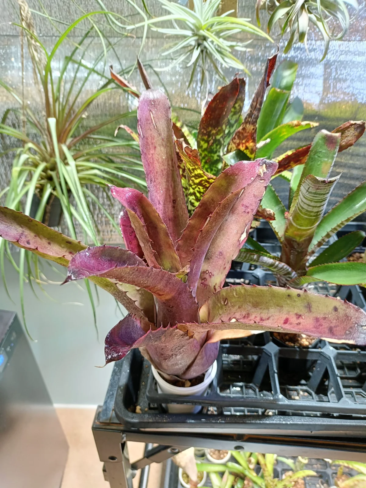 ホヘンベルギア　パープルマジェスティー × レオポルドホルスティー　実生株