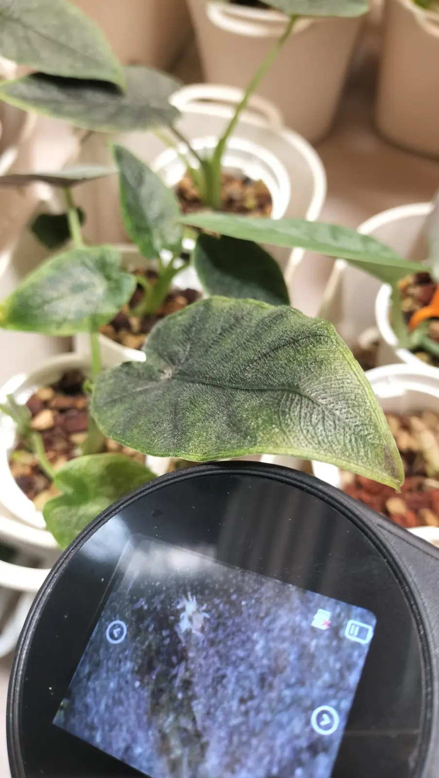 アロカシア アント口ベルベット ハダニ 害虫