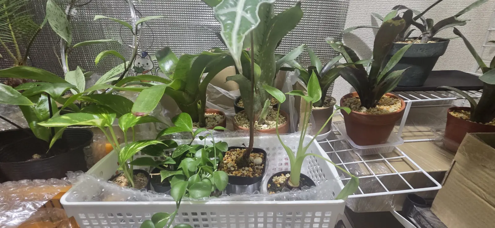 タンクブロメリア