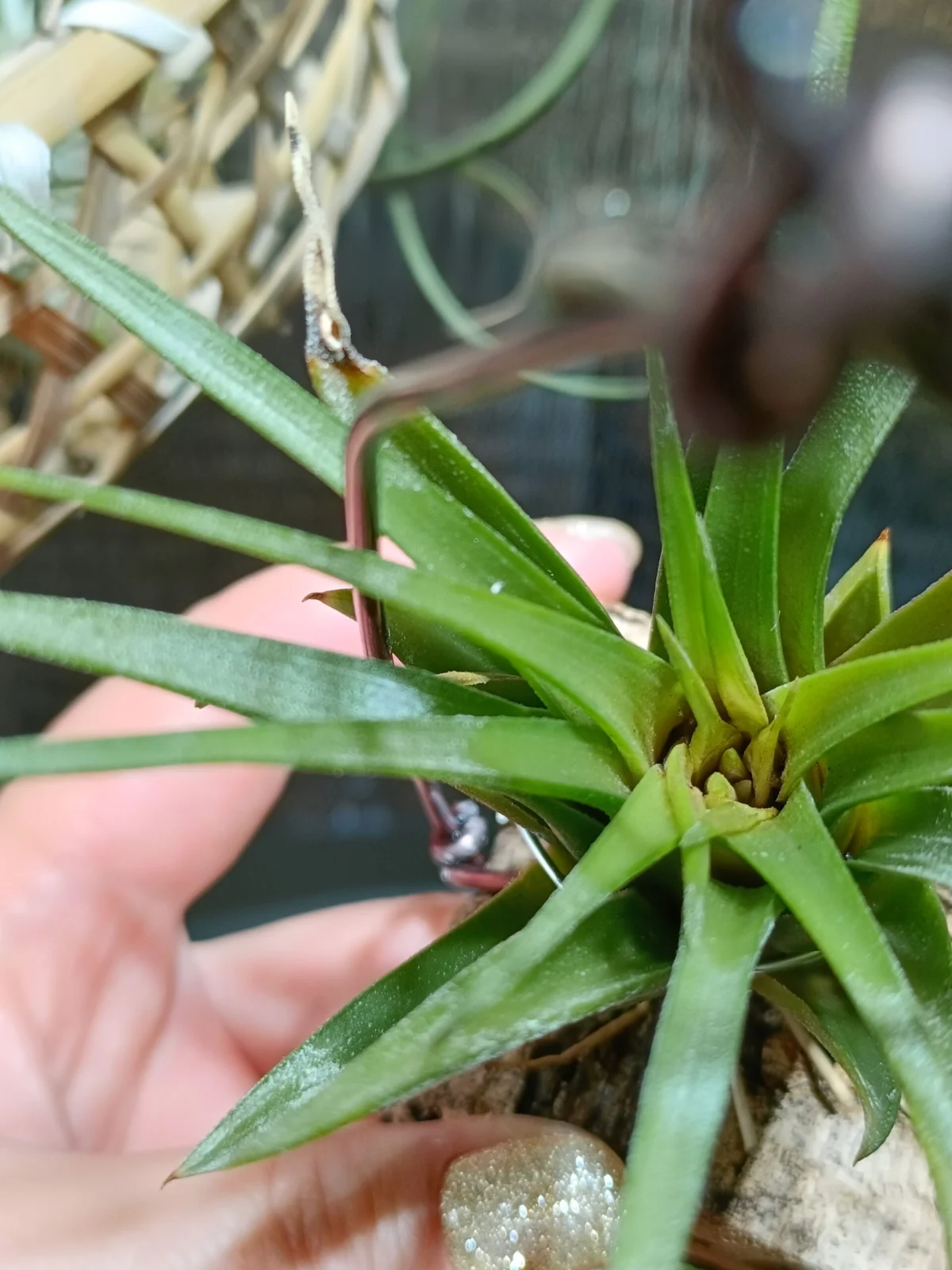 ティランジア　チアペンシス×イオナンタ　蒸れ