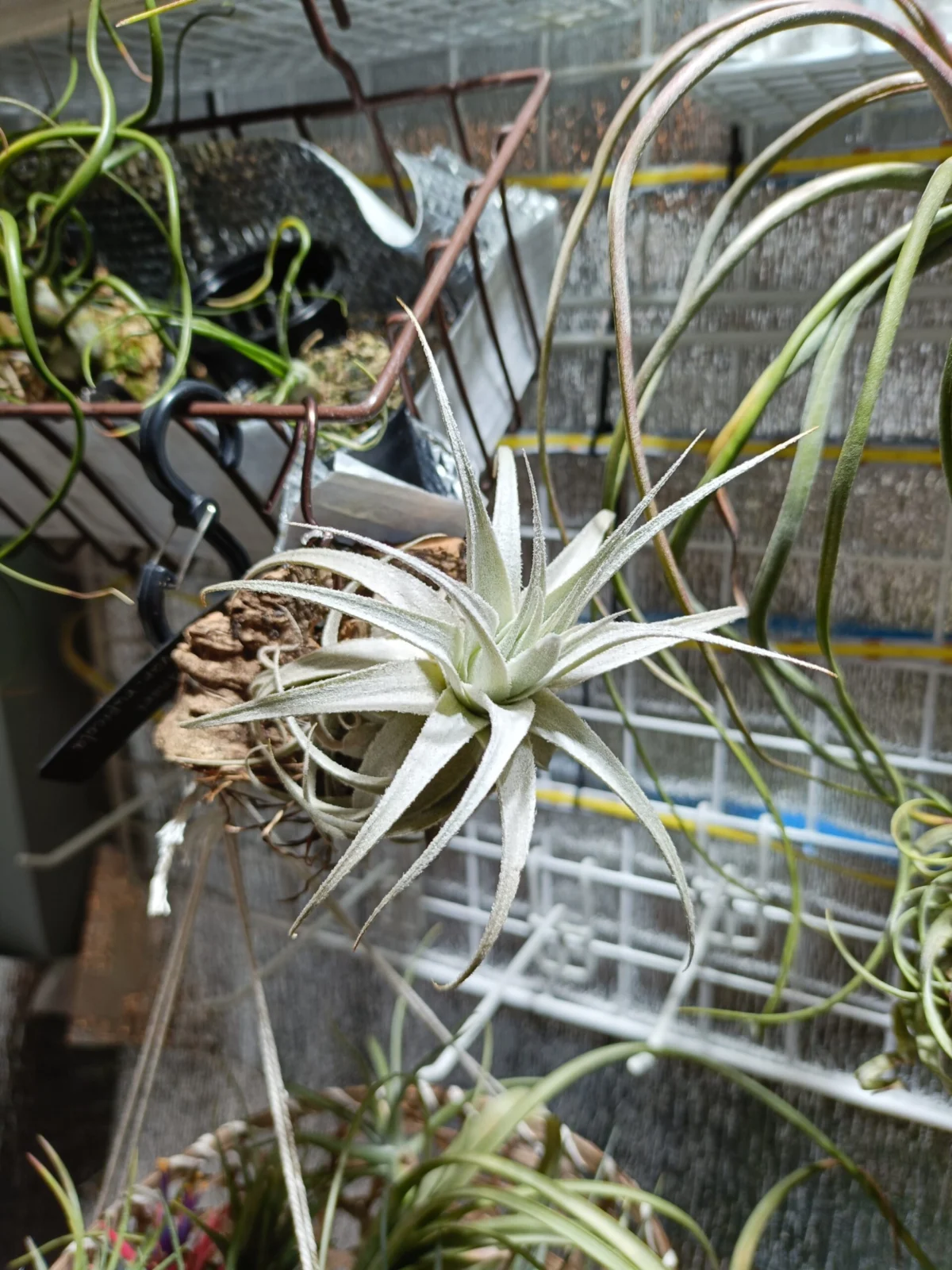 ティランジア　ガルドネリ　ルピコラ