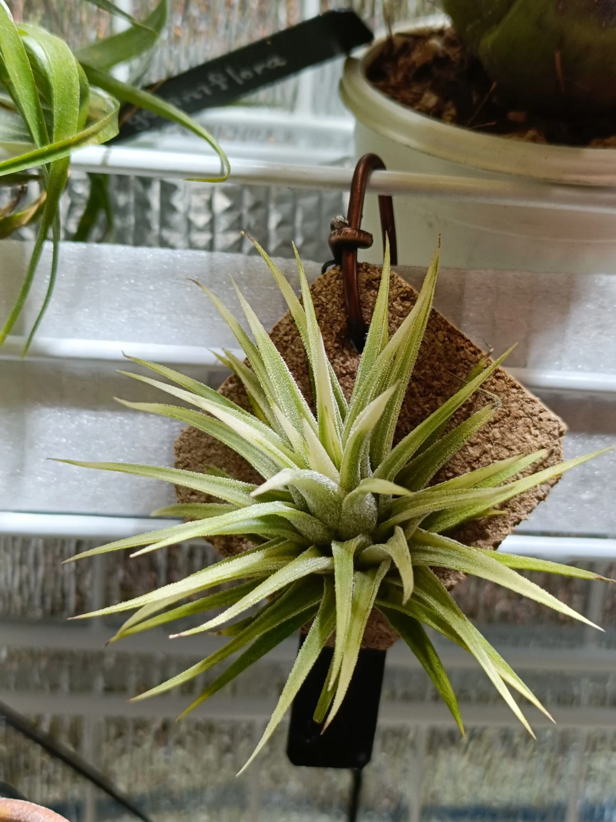 ティランジア　イオナンタ　アルボマルギナータ