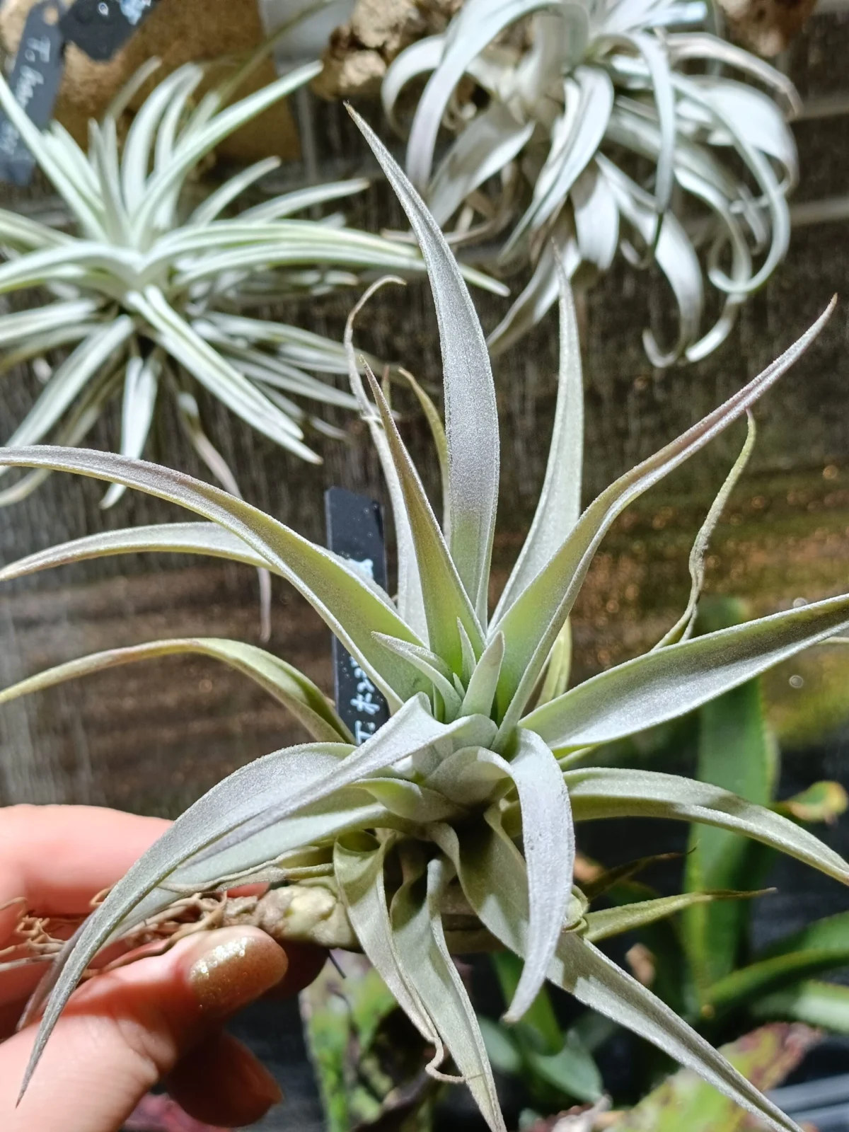 ティランジア　ホンジュレンシス風