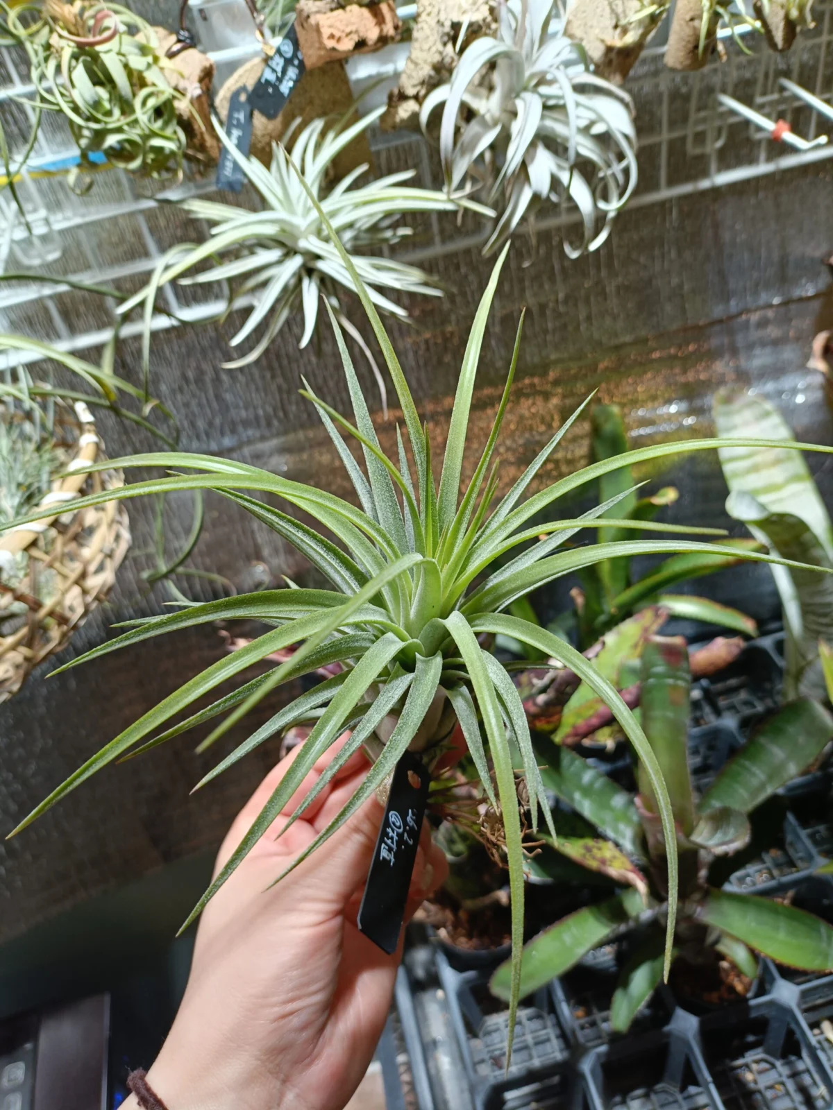 ティランジア　ブラキカウロス×イオナンタ