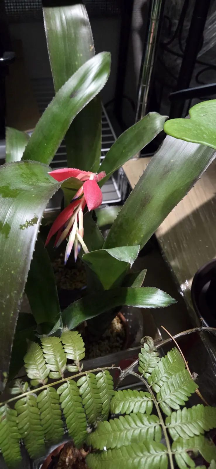 タンクブロメリア　カリコ