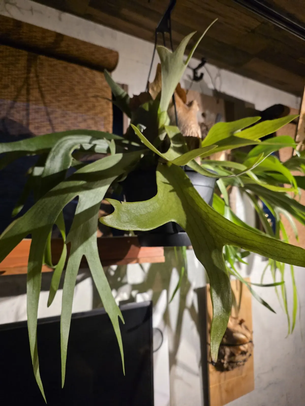 ビカクシダ 品種不明