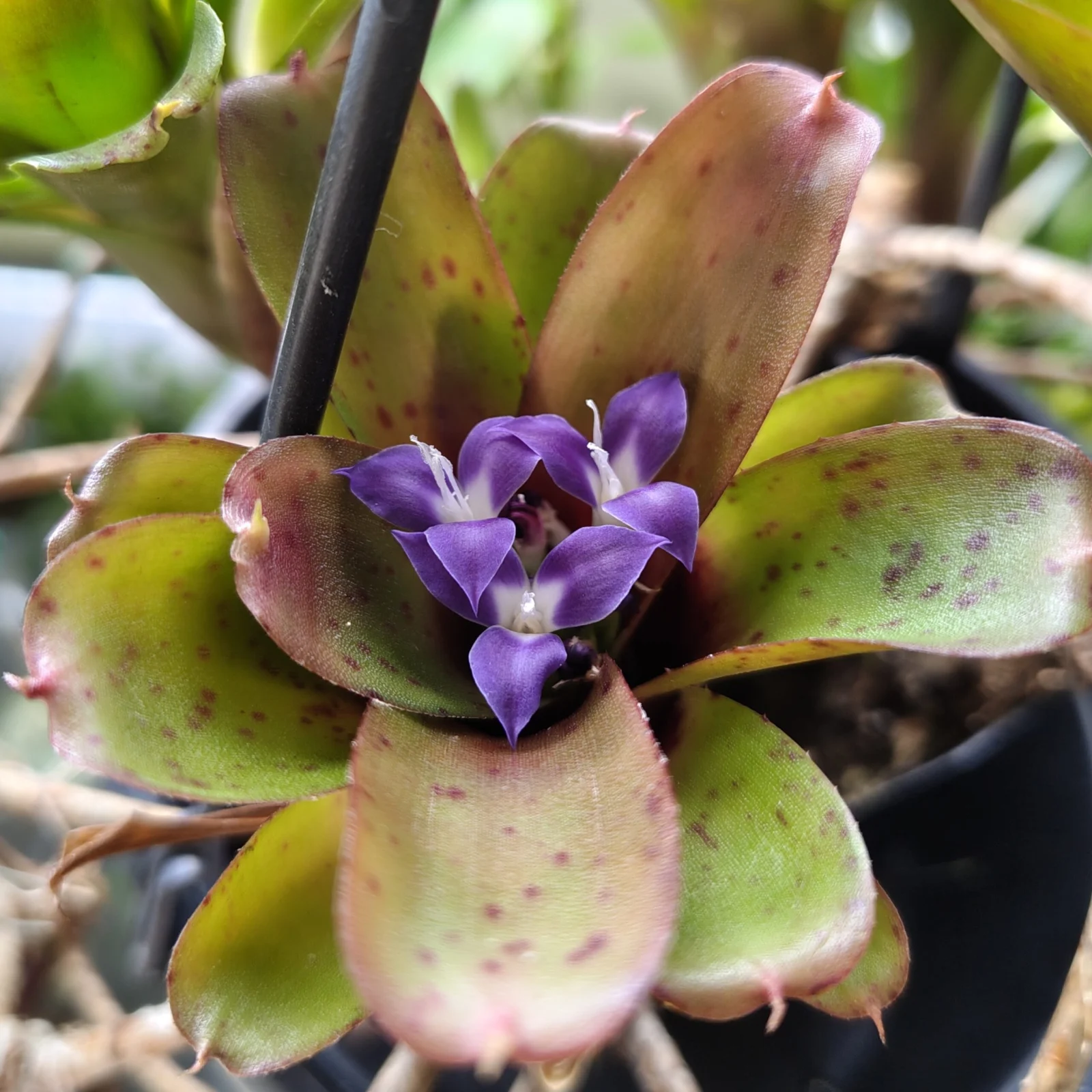 ネオレゲリア 札落ち 花