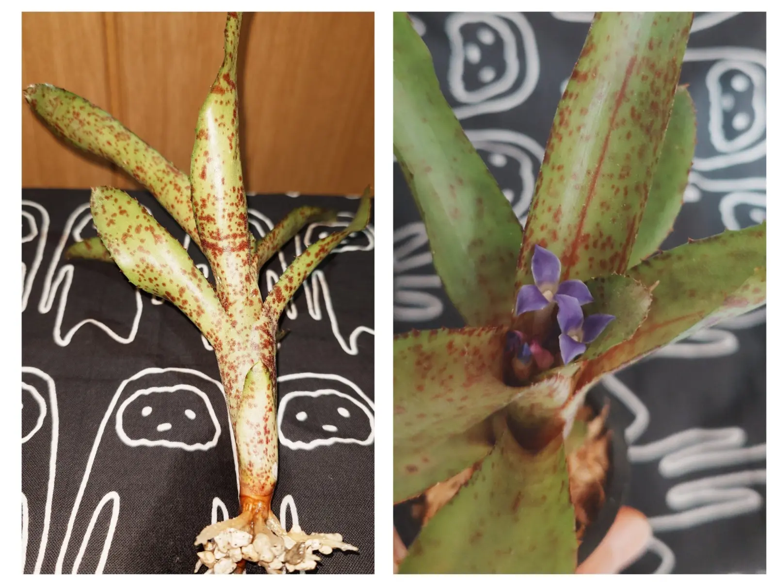 ネオレゲリア　オーストラリアンペッパー　軽石水さし　開花