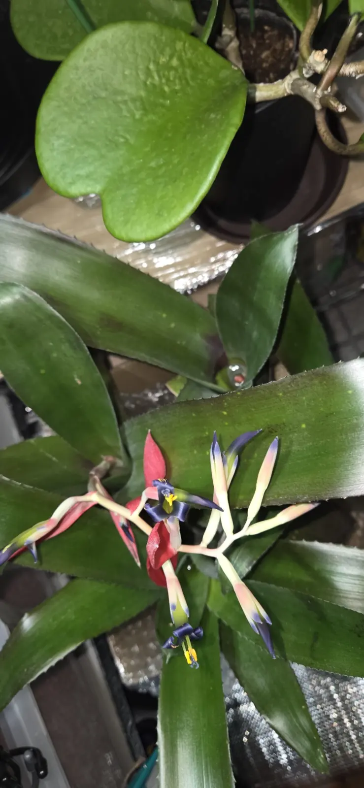 タンクブロメリア　カリコ