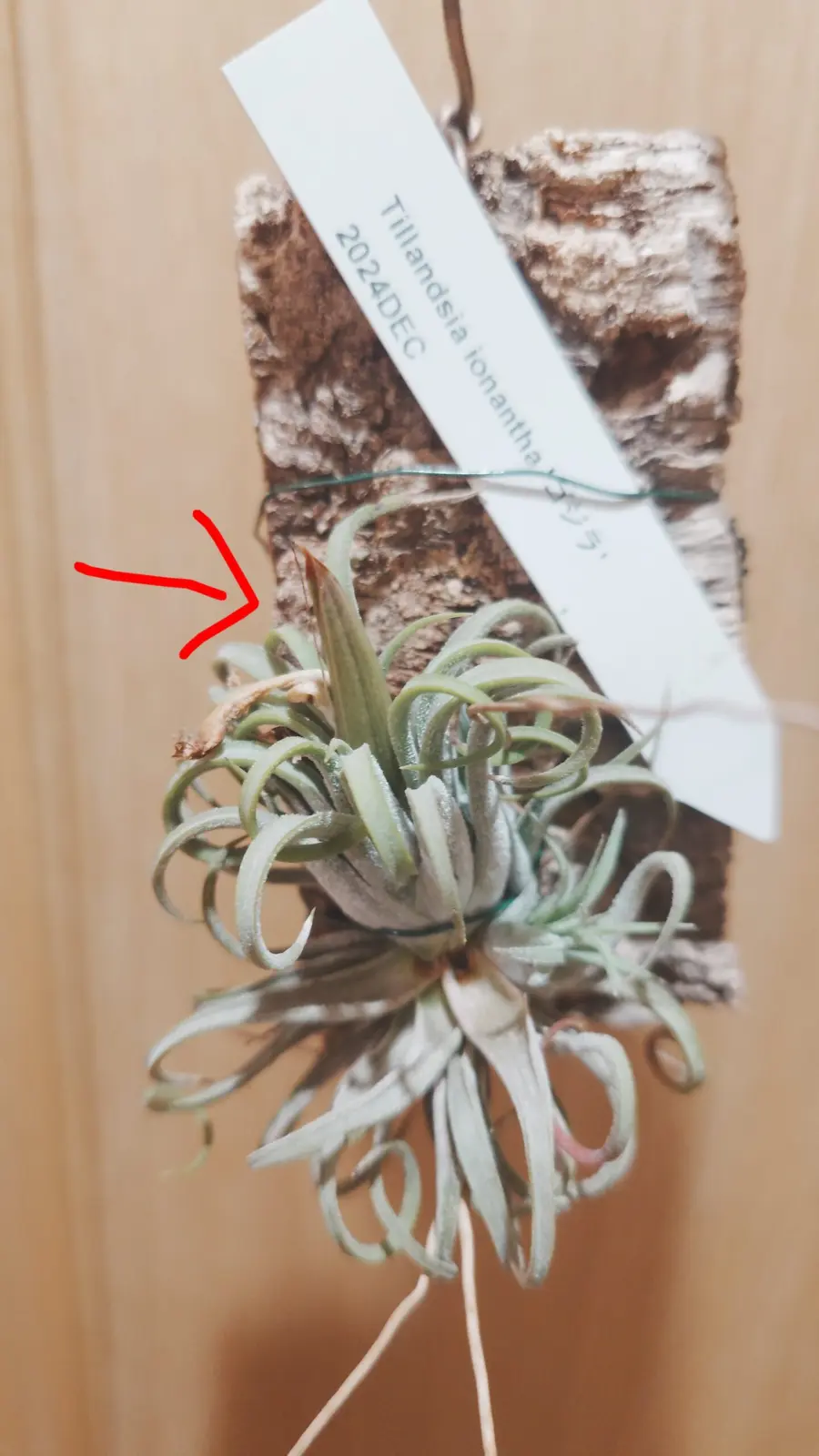 ティランジア　イオナンタ　ゴジラ