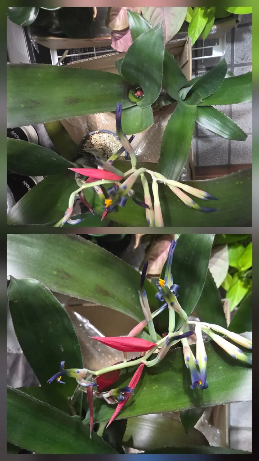 ビルベルギア　カリコ