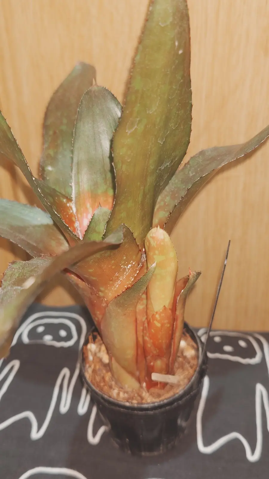 ネオレゲリア　ピグレット　葉を割って子株