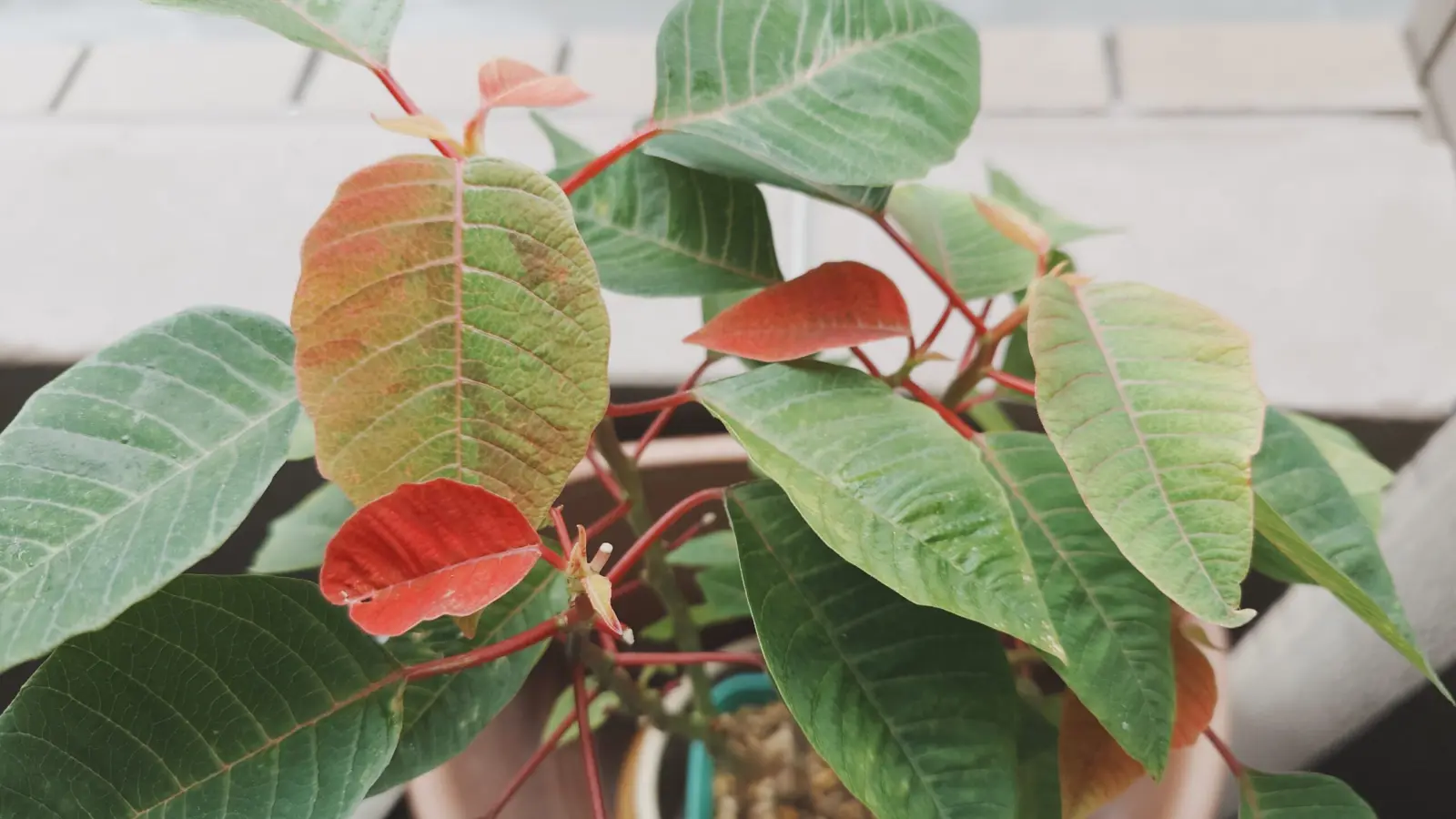 ポインセチア　短日処理なし