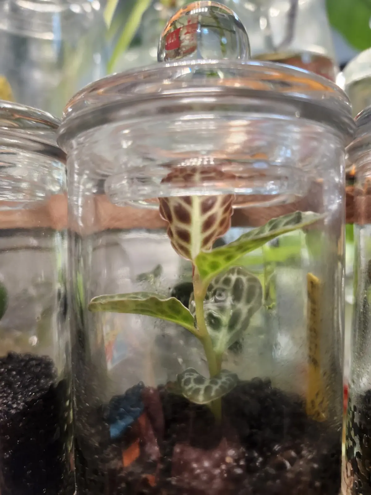 アルディシア　タートルバック