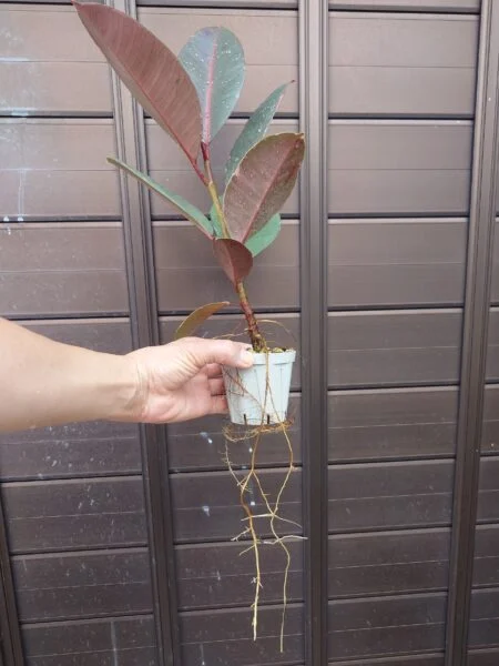 フィカス ブルールビー