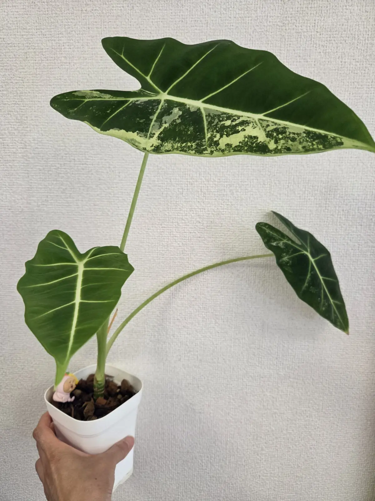 アロカシア　斑入りグリーンベルベット