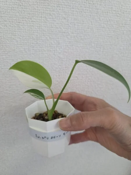 モンステラ　斑入り