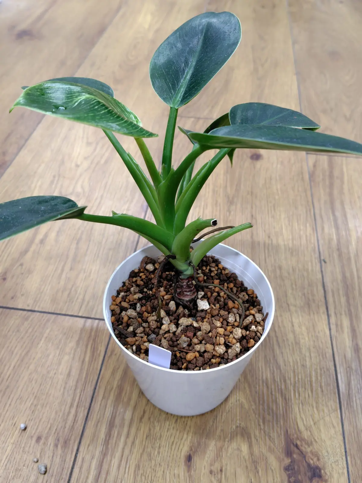 フィロデンドロン バーキン