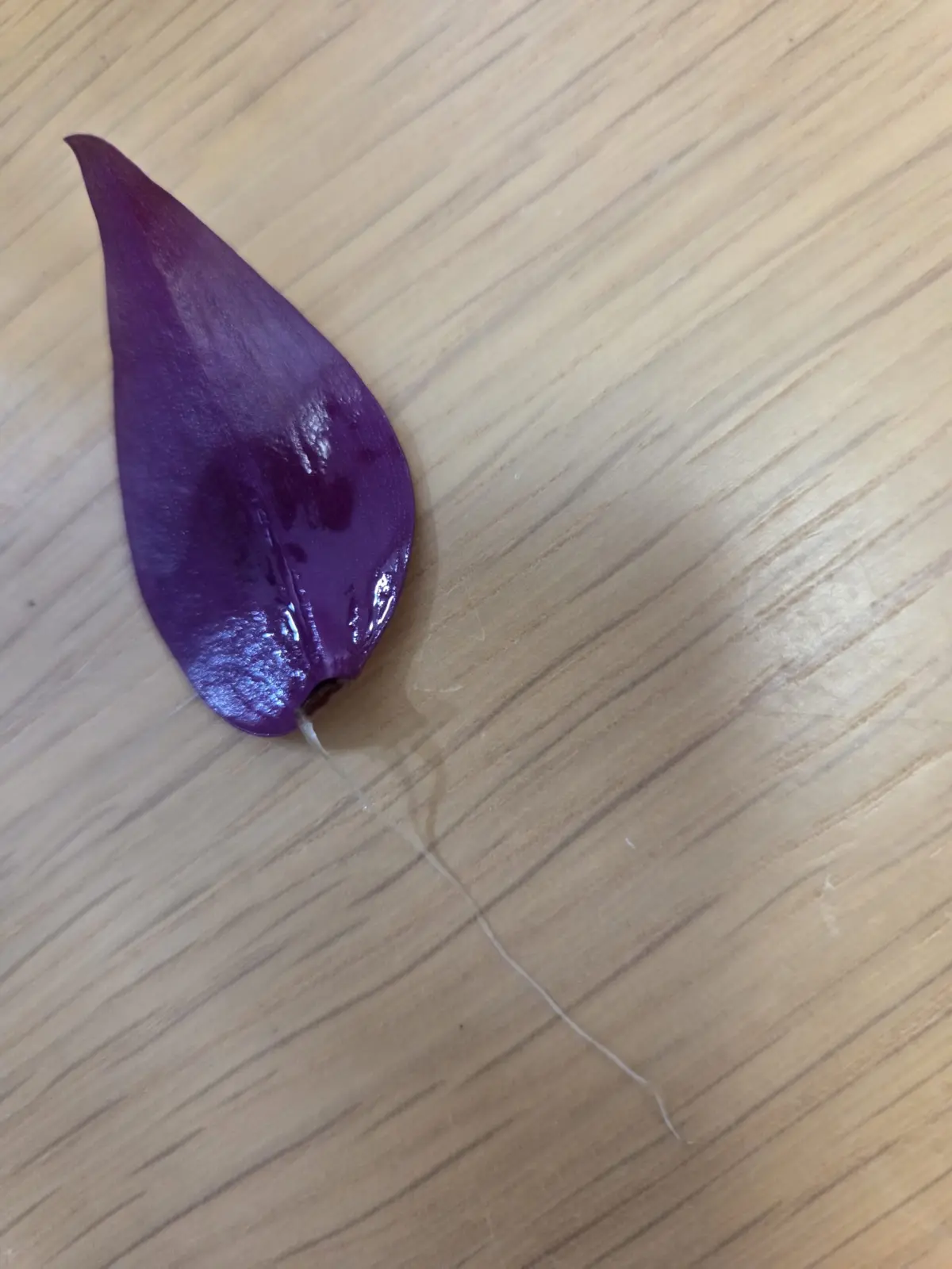 トラデスカンチア　トラディスカンチア　トラディスカンティア　ゼブリナ　葉挿し