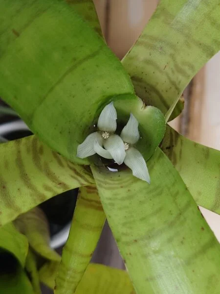 ネオレゲリア イエローゼブラ 花