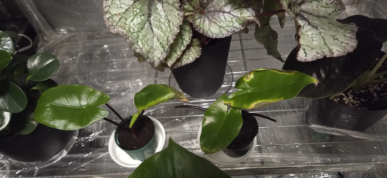 アロカシヤ　ブラックステム