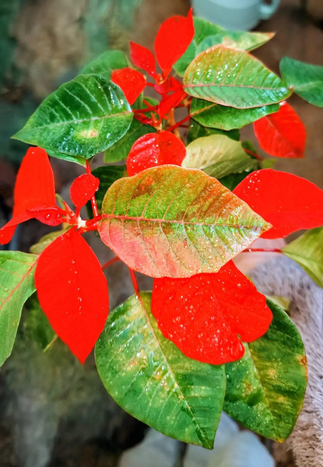 ポインセチア　短日処理なし