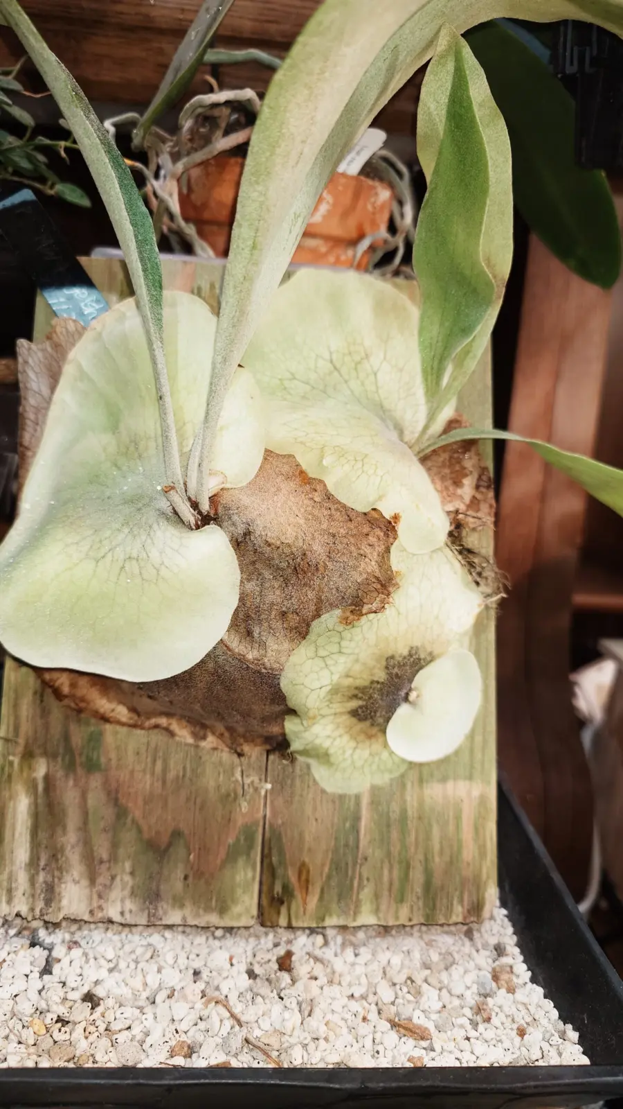 ビカクシダ　MW4 ゲイシャ　株分けどうやって？