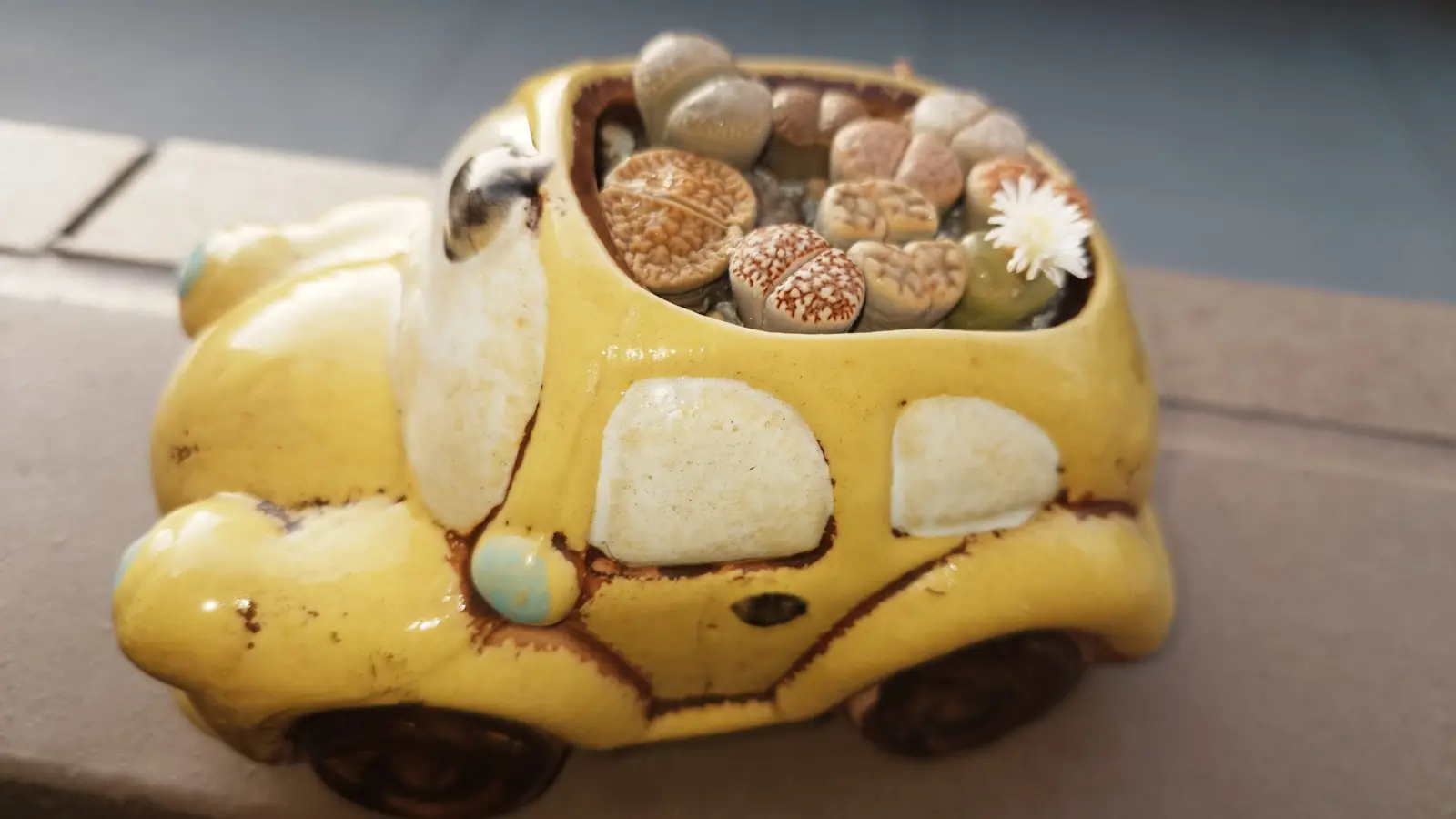 リトープス　花