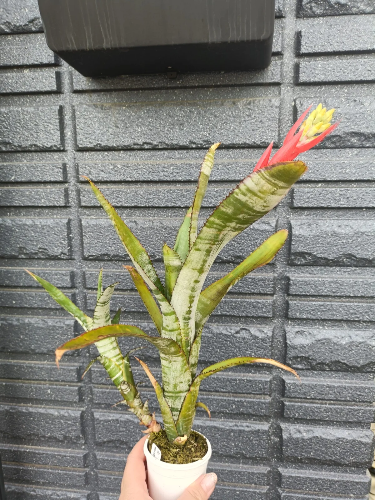 エクメア　マンザナレンシス　開花