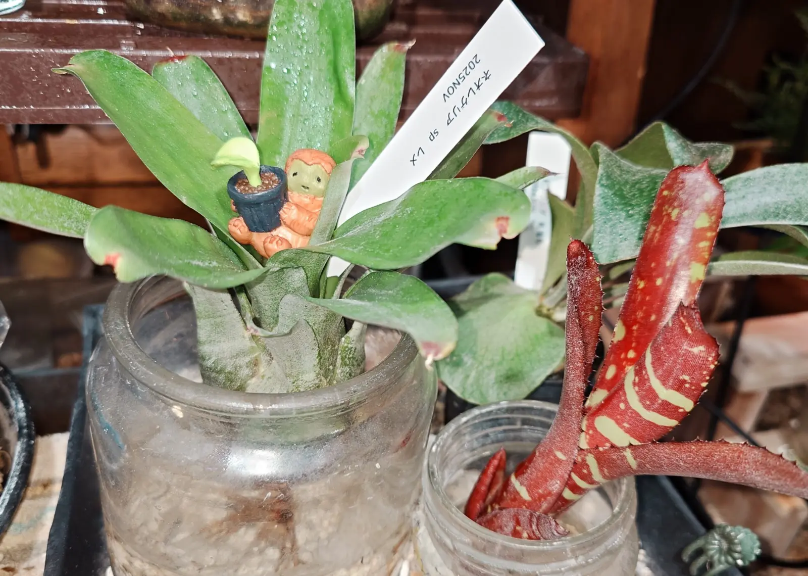 ネオレゲリア レメ ヴィンセントドラゴンフライ 水さし