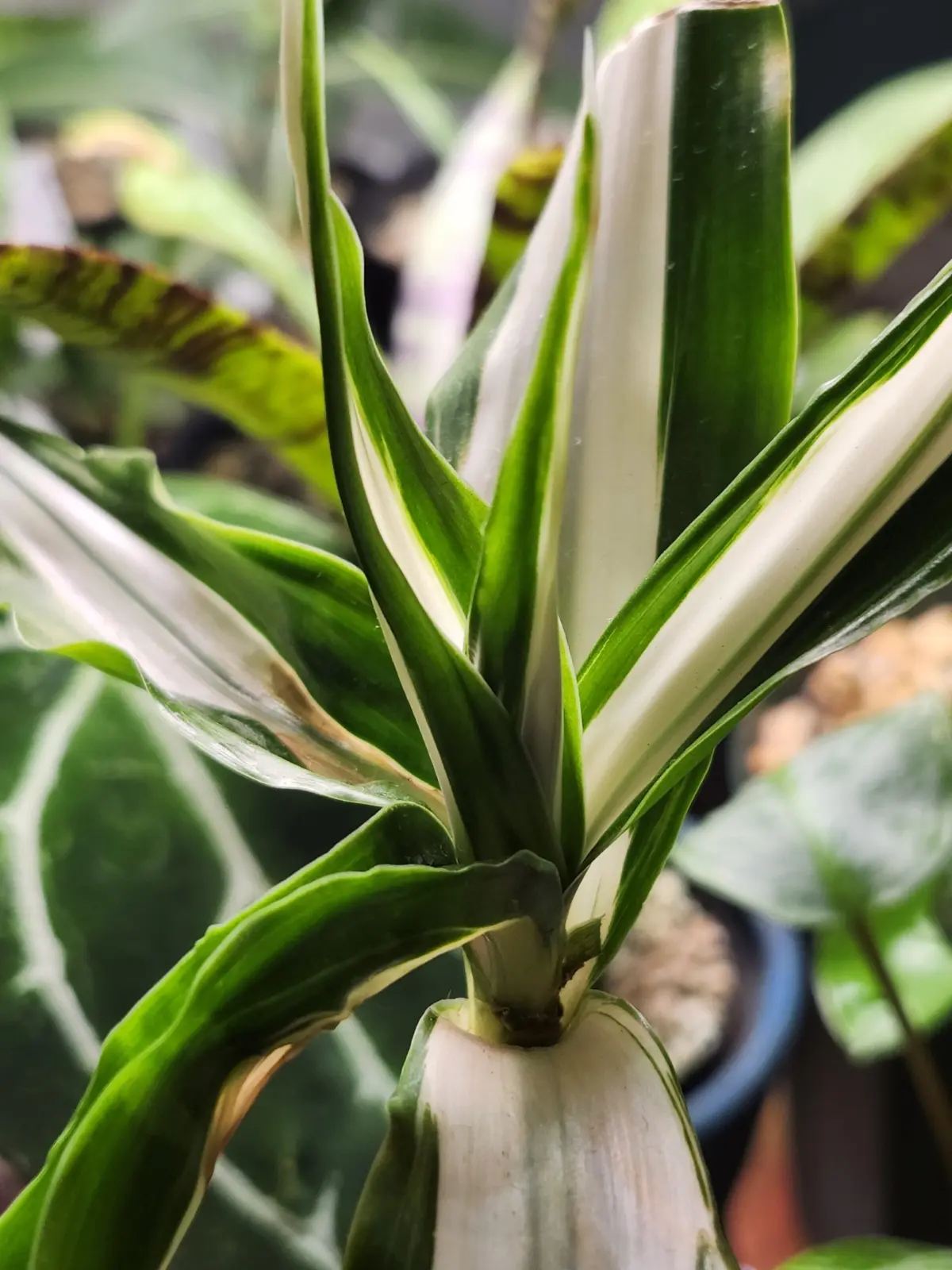 ドラセナ　斑入り